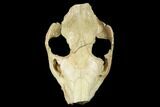 Fossil Oreodont (Merycoidodon) Skull - Wyoming #174373-1